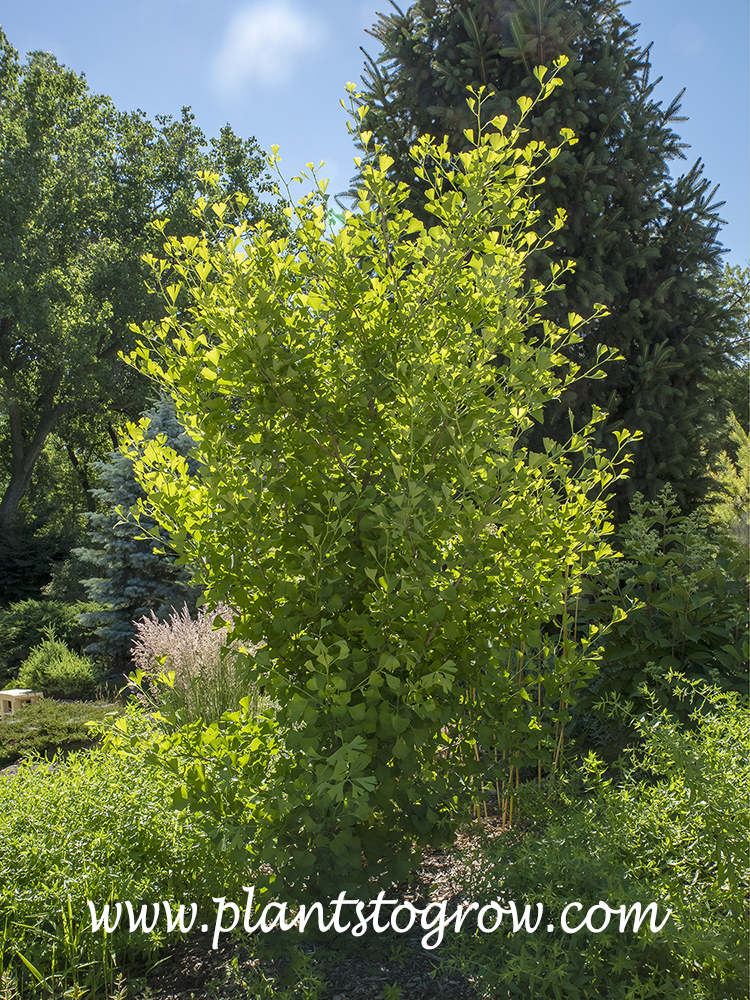 Ginkgo Golden Spire
A youngish tree grown in a little shade. (June)